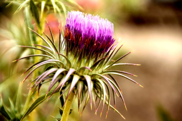 Çiçeği seveceksen,Dikenine katlanacaksın