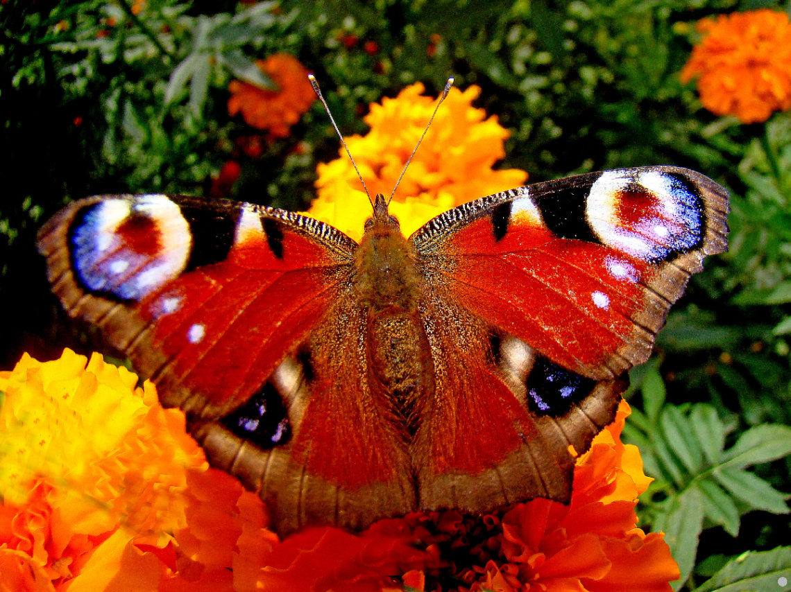 BLÜTEN MIT BESUCH