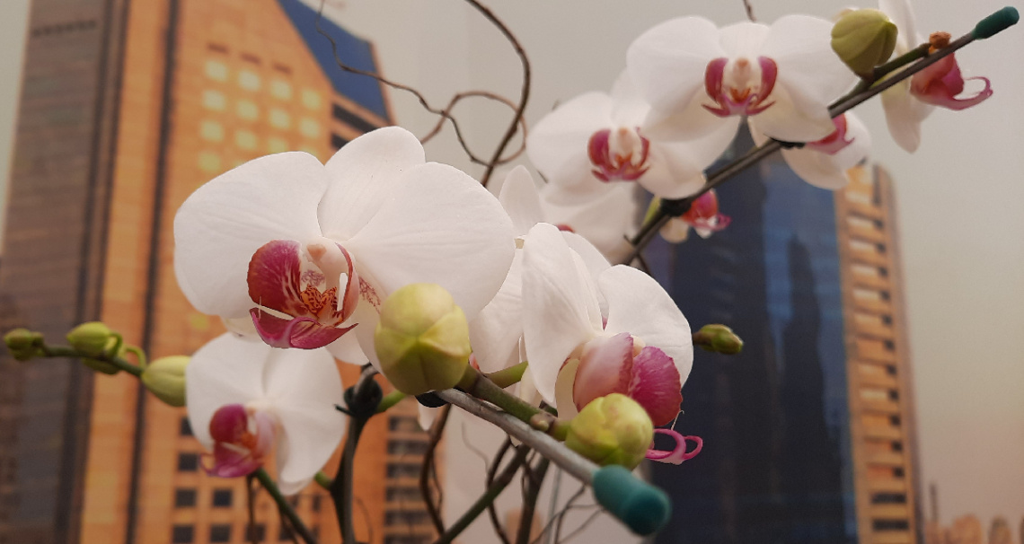 Orquídeas 