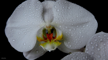 Orquídea Wanda