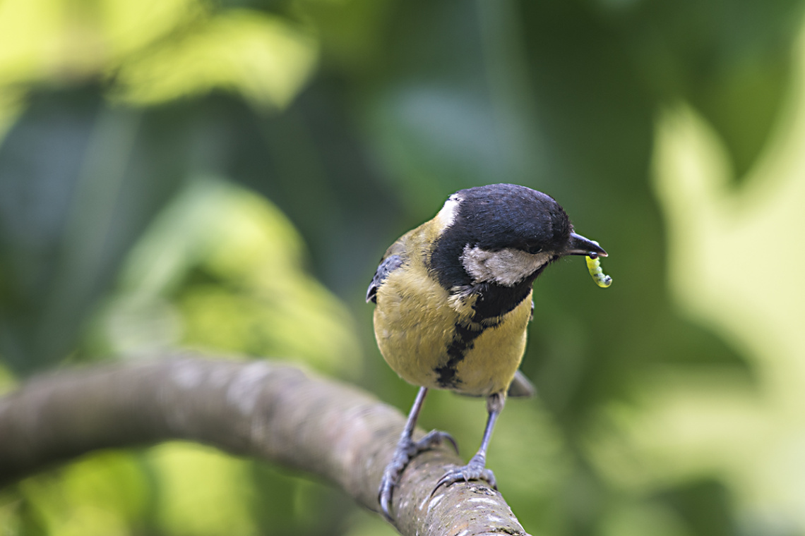 Büyük baştankara (Parus major)