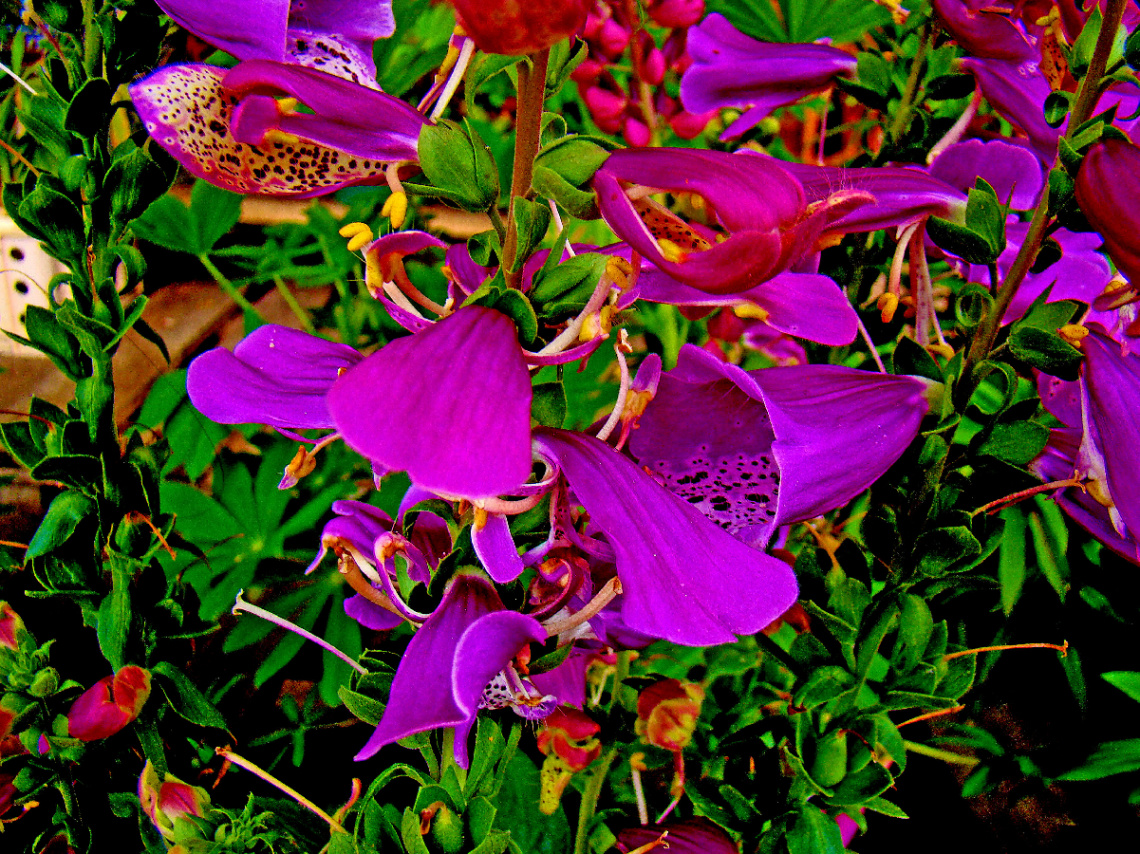 BLÜTEN