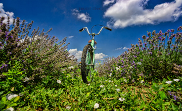 Lavanta tarlası. Tekirdağ