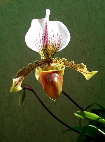 Orquídea sapatinho