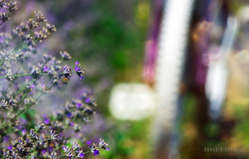 Lavanta tarlası Tekirdağ