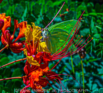 Eye Candy Colors