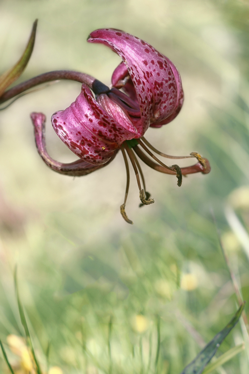 Lilium martagon
