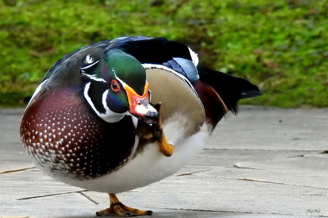 Pato Carolino