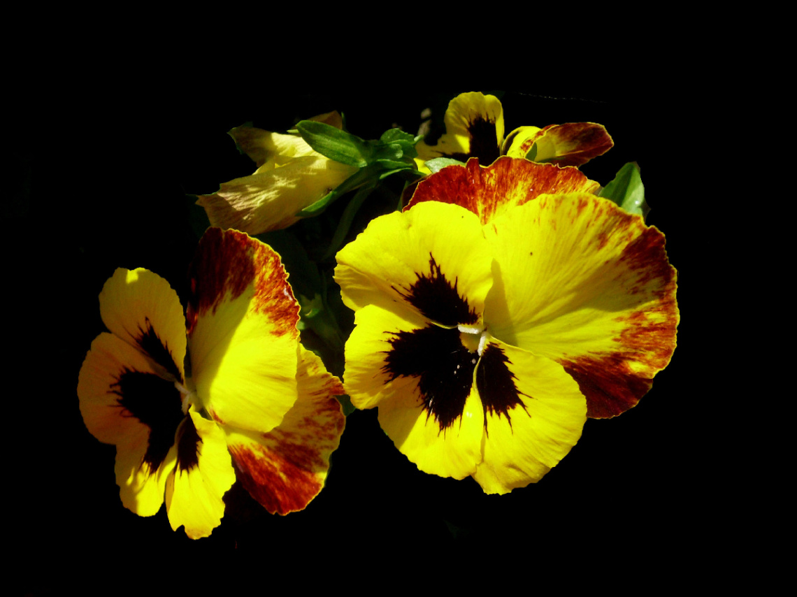 BLÜTEN