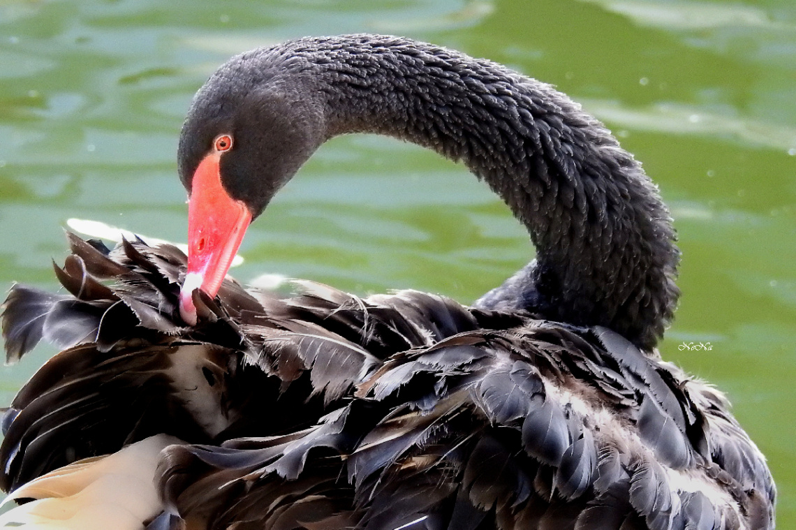 Cisne negro