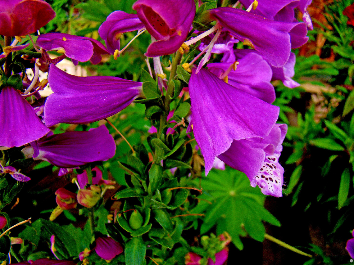 BLÜTEN