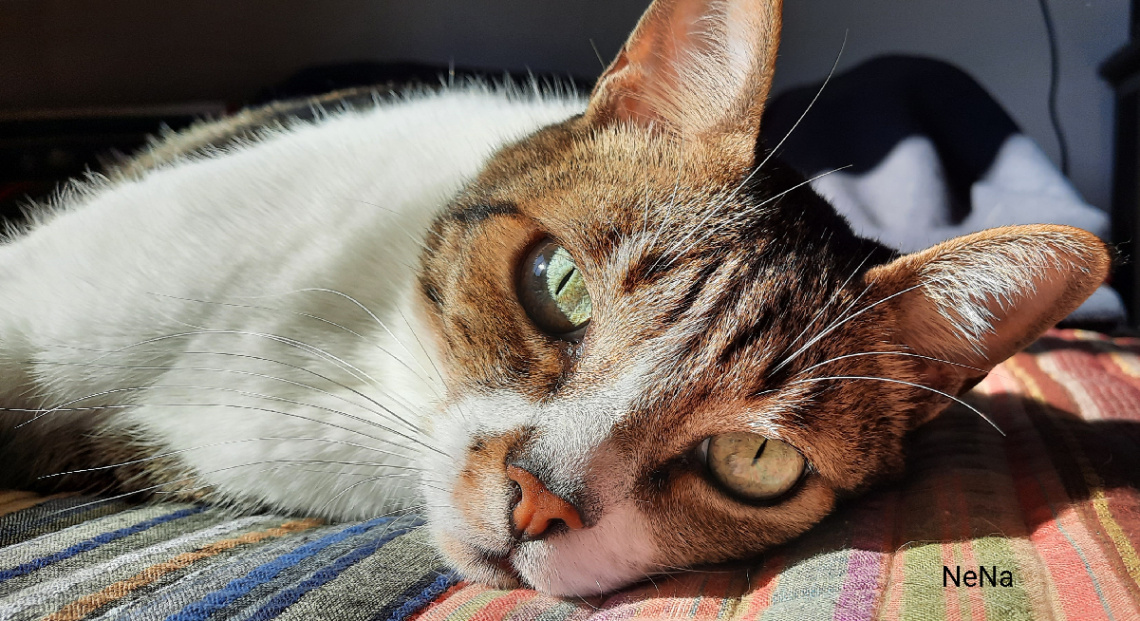Gato