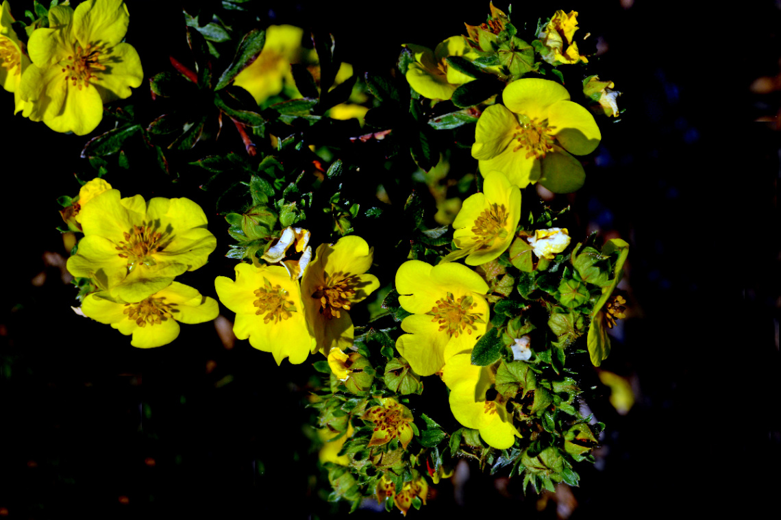 BLÜTEN