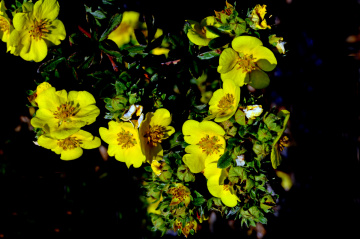 BLÜTEN