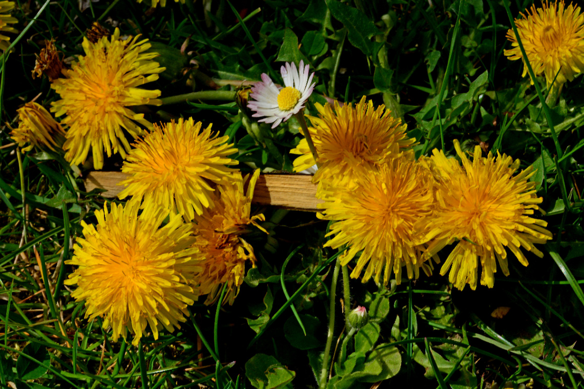 BLÜTEN