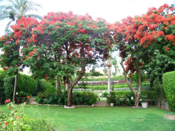 Egypt  - Cairo   