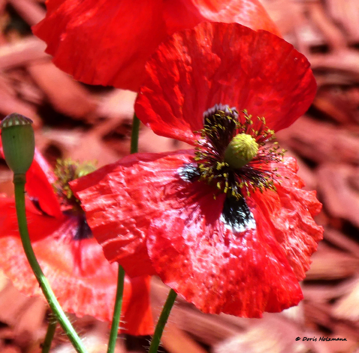 poppy