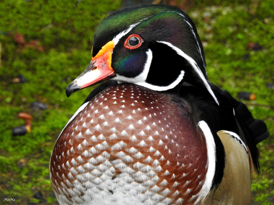 Pato Carolino