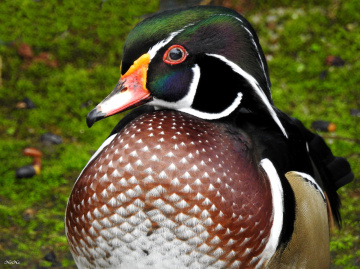 Pato Carolino