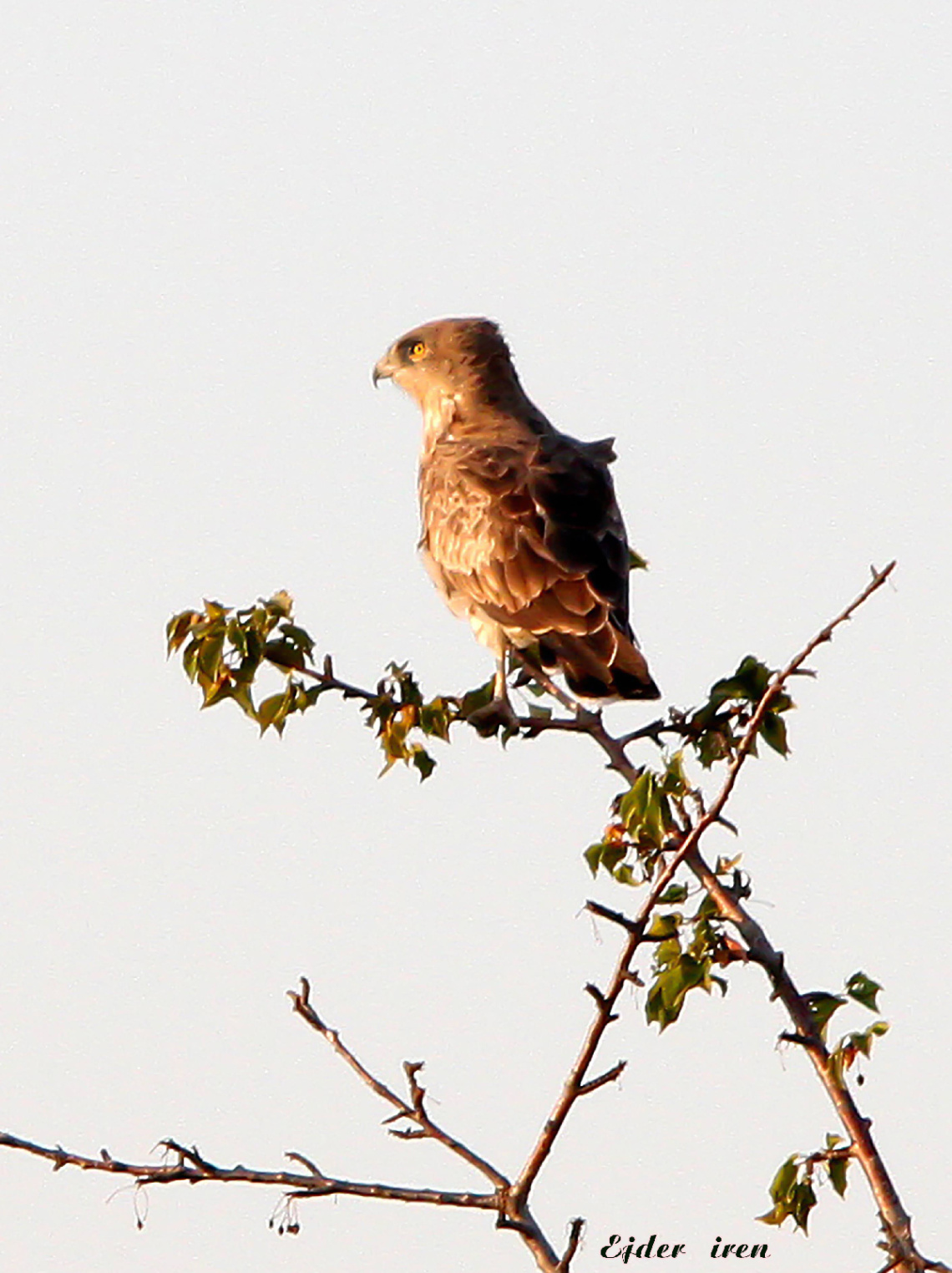 Yılan Kartalı Snake Eagle