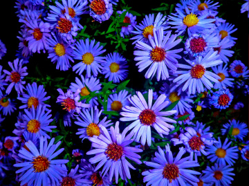BLÜTEN