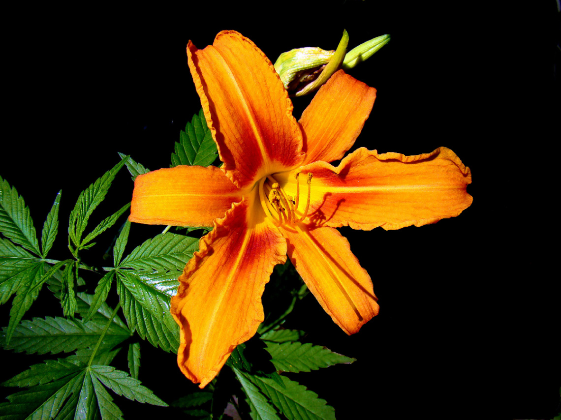 BLÜTE