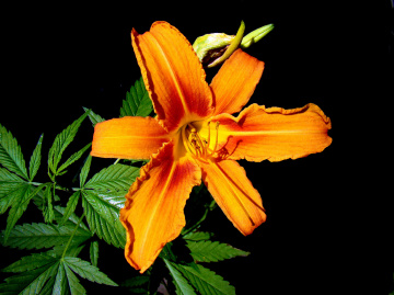 BLÜTE