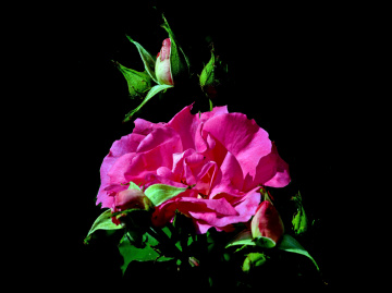 BLÜTE