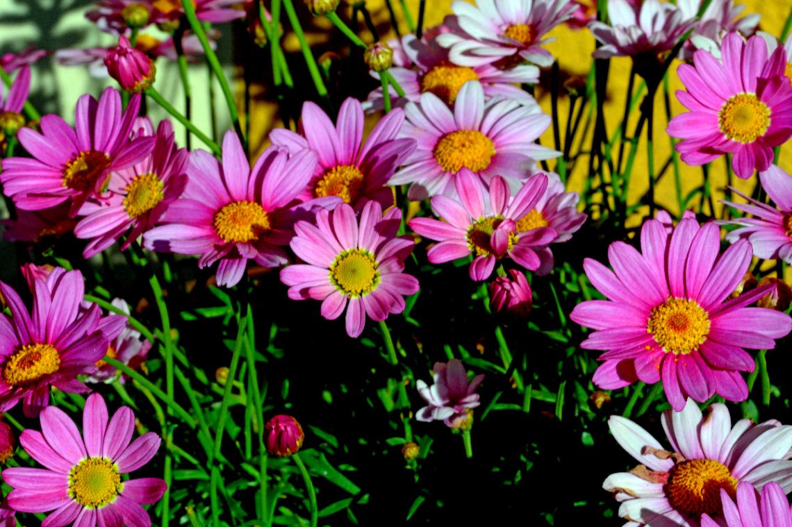 BLÜTEN
