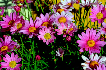 BLÜTEN