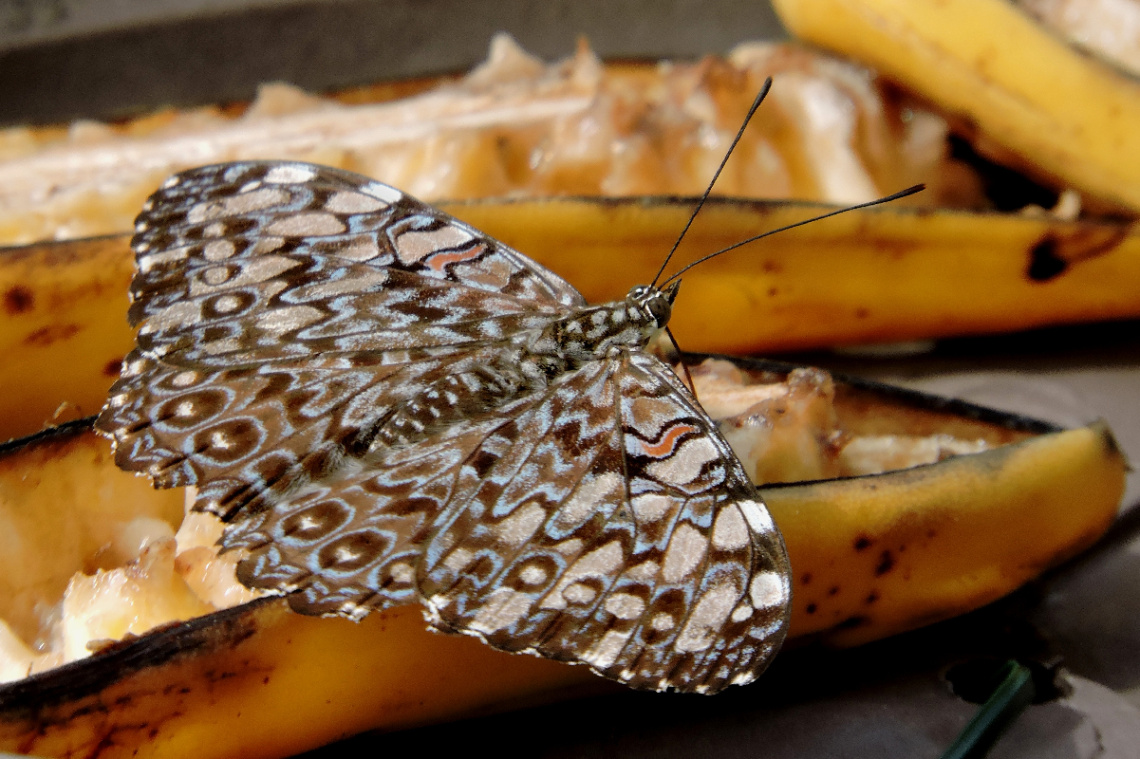 Mariposa