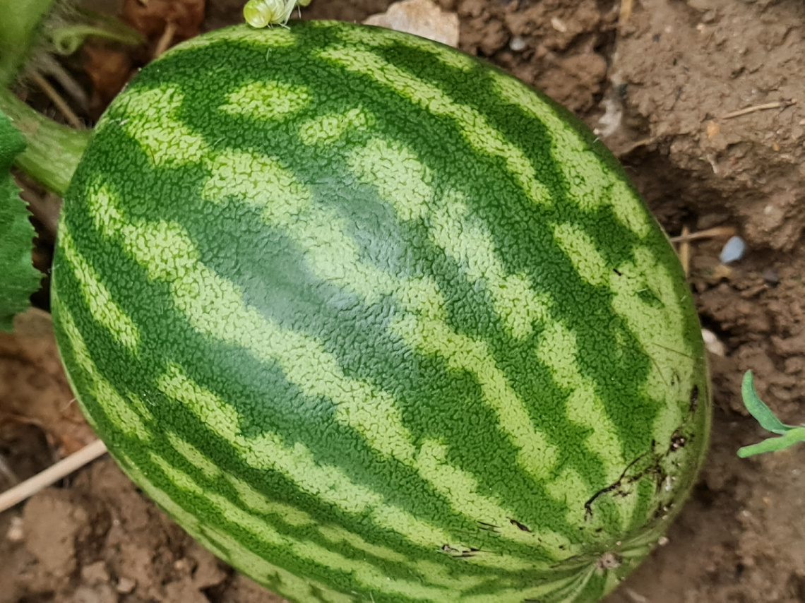 Minik karpuz denemeleri