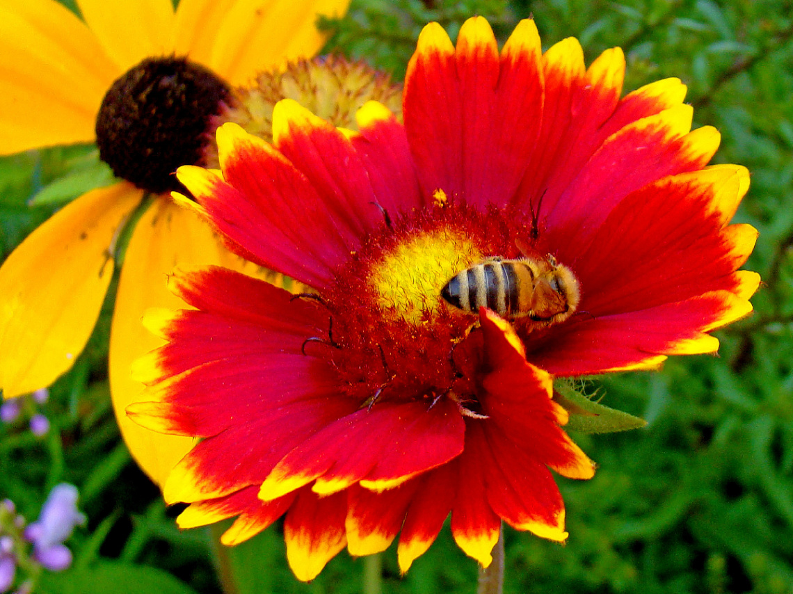 BLÜTE MIT BESUCH