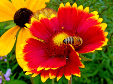 BLÜTE MIT BESUCH