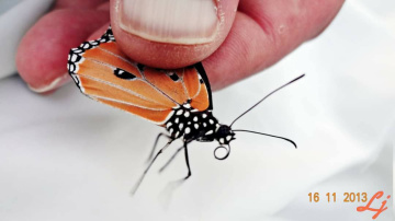 Delicate visitor