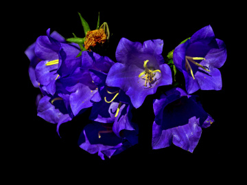 BLÜTEN
