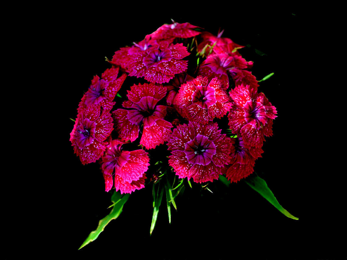 BLÜTEN