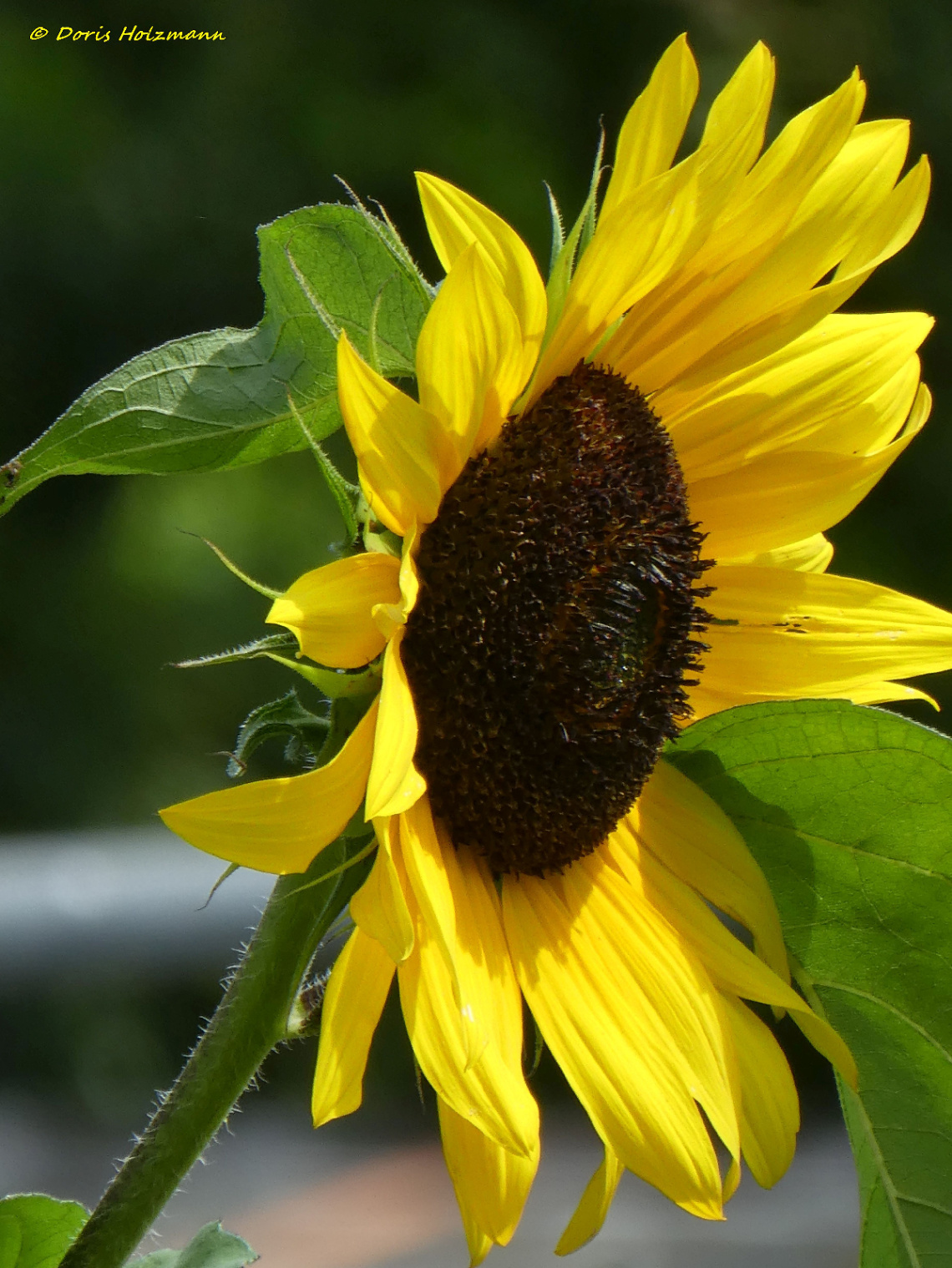 sunflower