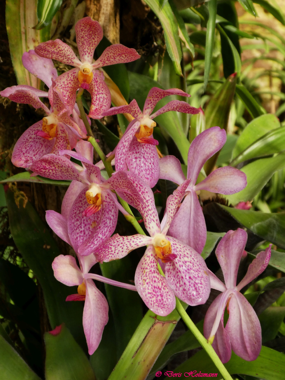 Orchid