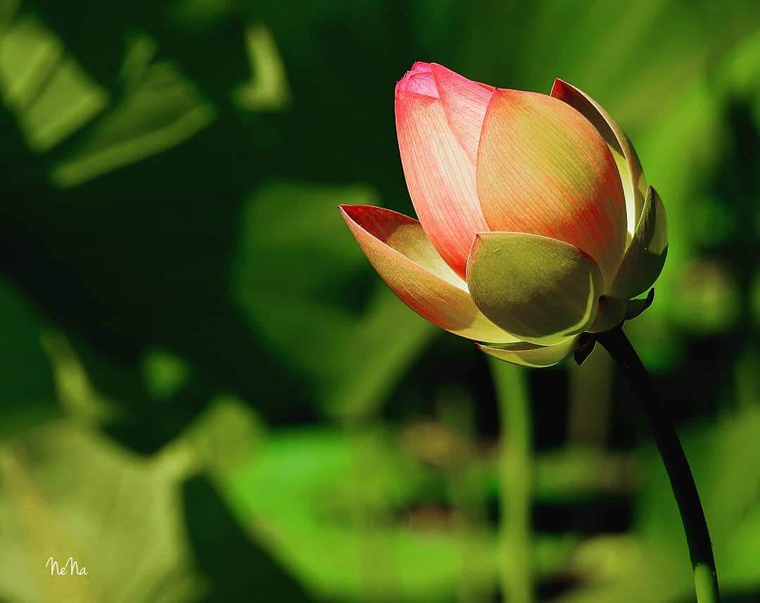 Flor de Lótus 