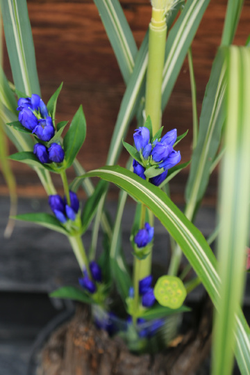 Gentian