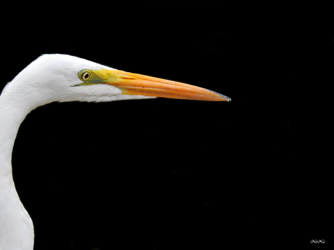 Garça