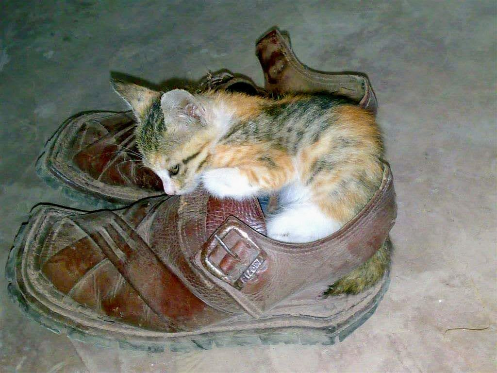 Kitty's favorite place to sleep❤️❤️❤️