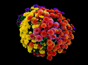 BLÜTEN
