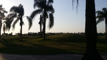 Egypt  - Alain alsokhna  - Palm trees