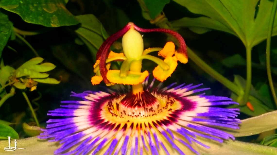 Passion Flower