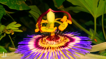 Passion Flower