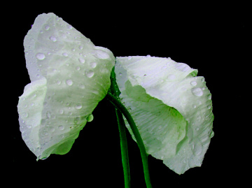 REGENWETTER