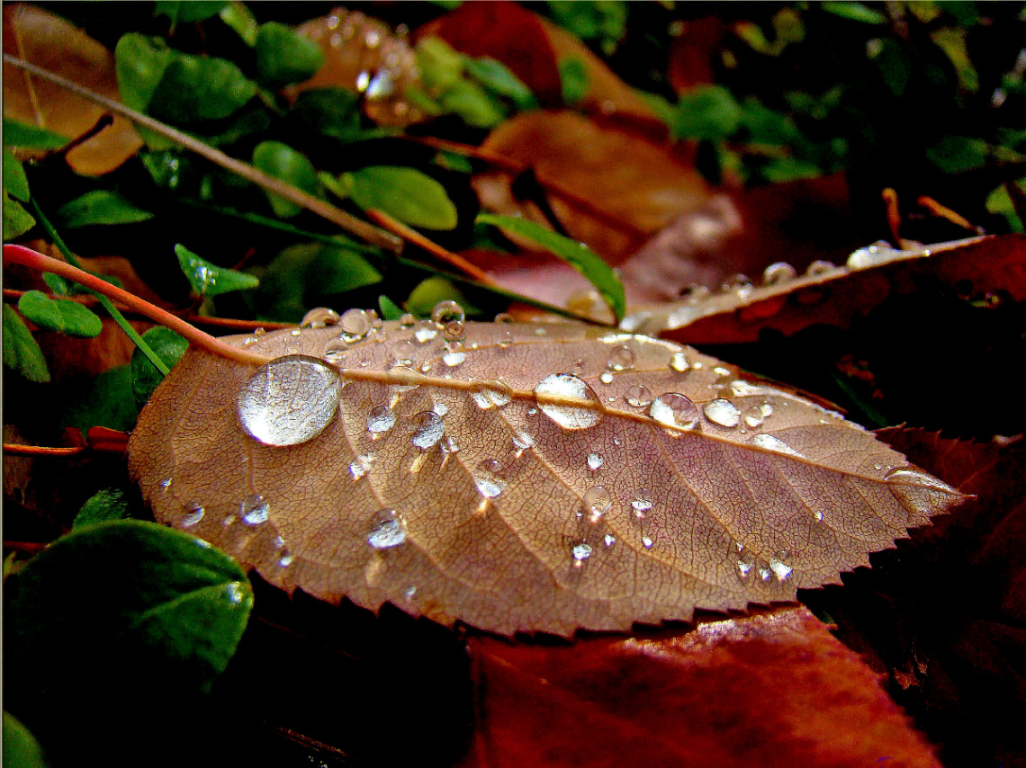 REGENWETTER