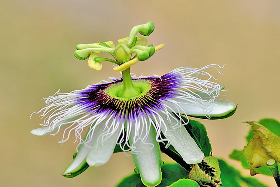 pistil flower